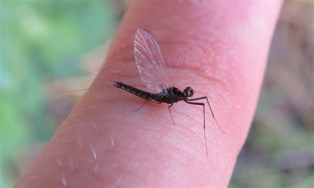 Ephemeroptera :  Leptophlebiidae